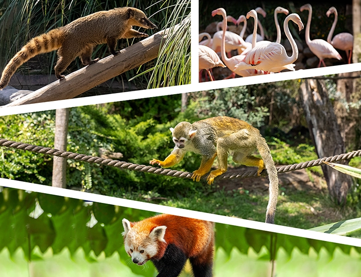 Hayvanat Bahçesinde Hayvan ve Kuşlar Kolajı